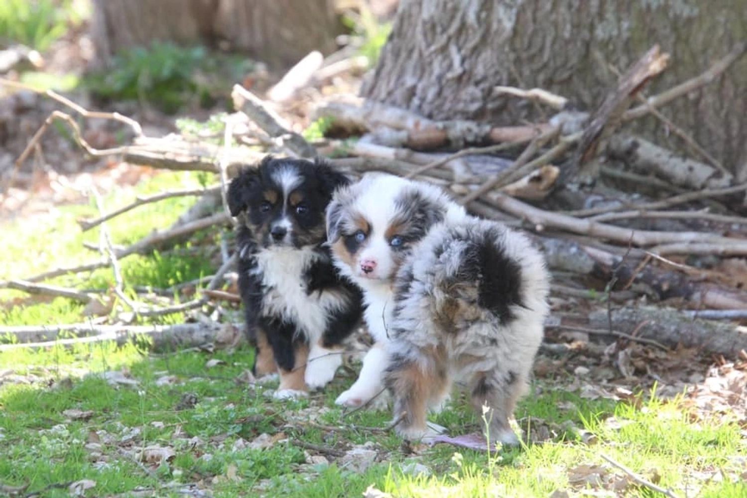 MarLoWin Aussies Toy Aussie Puppies, Mini Aussie Puppies